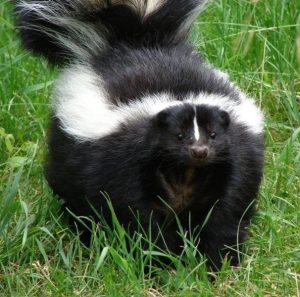 Skunk